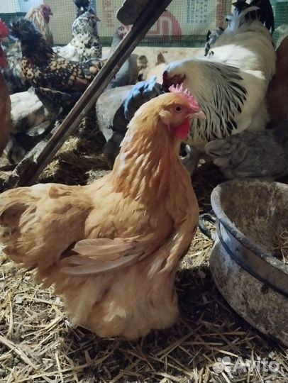 Яйцо инкубационное помесное, куры разных пород