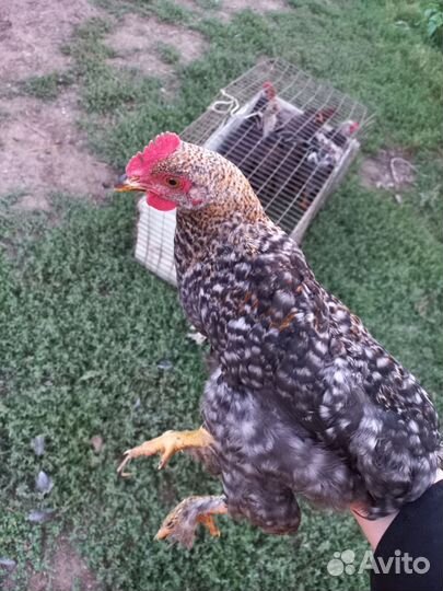 Куры молодки