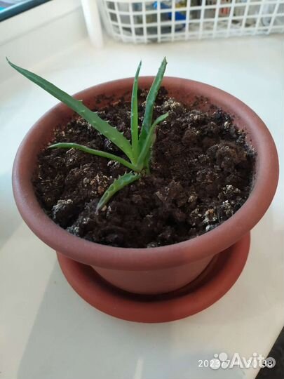 Алоэ столетник лечебный