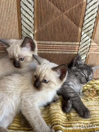 Котята в добрые руки бесплатно