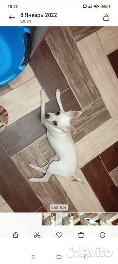 Отдадим в хорошие руки кошку и собаку