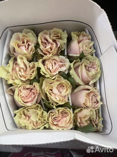 Розы большой выбор