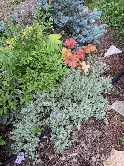 Тимьян 5 видов