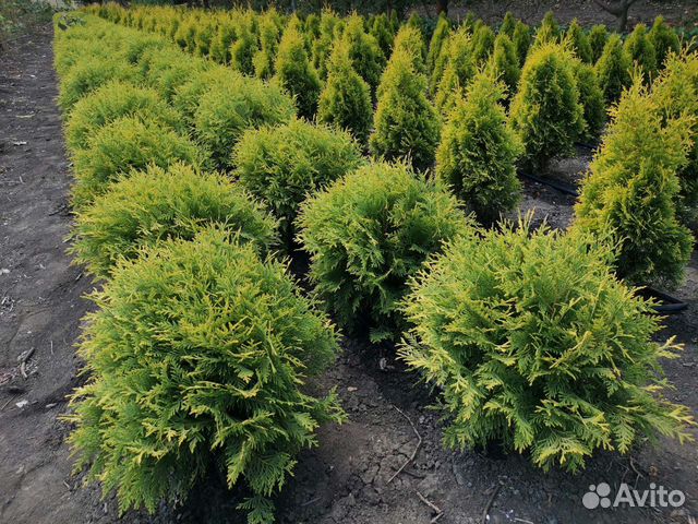 туя западная smaragd. туя изумруд. туя 50. туя голден глобоза. туя 50.
