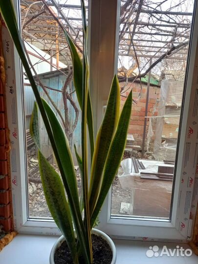 Сансевиерия