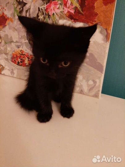 Котенок от британки
