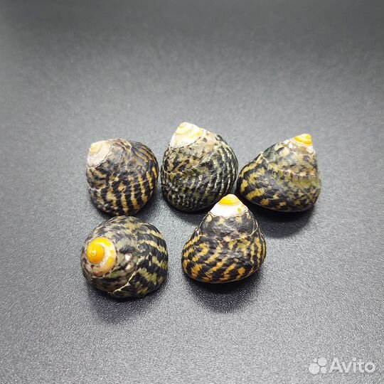 Морские раковины