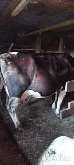 Кобыла с жеребенком