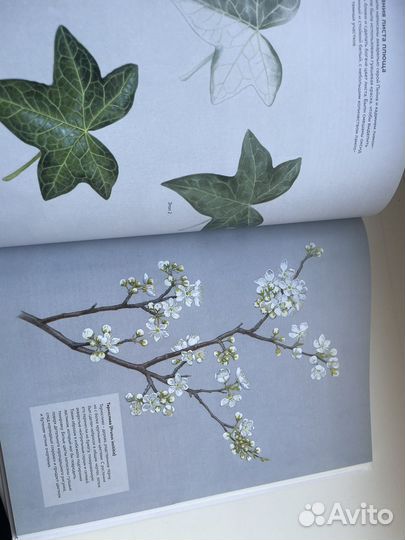 Книга Ботаническая Иллюстрация