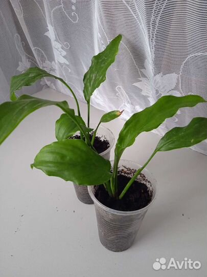 Спатифиллум