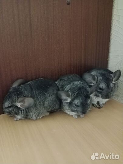 Продаю шиншилл