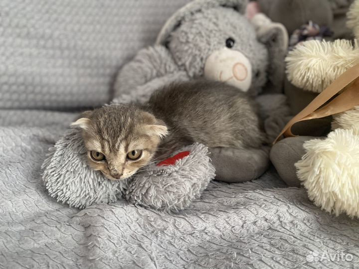 Вислоухий котенок