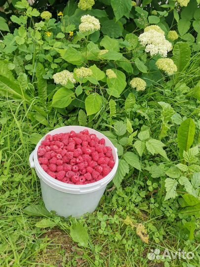 Гортензия Анабель,малина Атлант, Новость Кузьмина