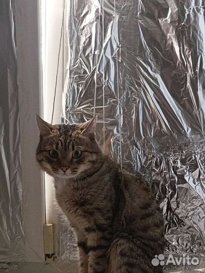 Котёнок ищет старых или новых хозяев