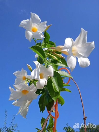 Дипладении