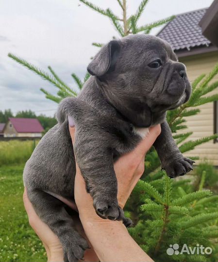Щенки французского бульдога