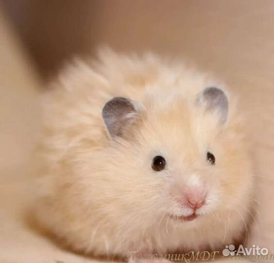 Хомяки рыжие атласные сирийские