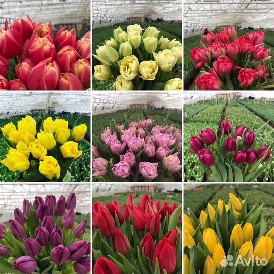Тюльпаны к 8 марта оптом от 2500 штук