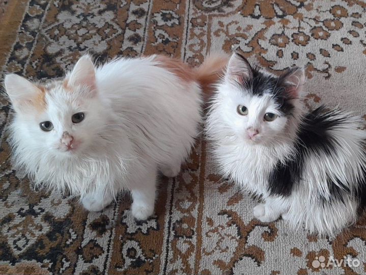 Коты в добрые руки бесплатно