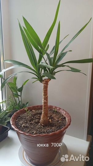 Толстянка, Юкка