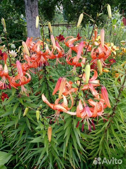 Лилии луковицы