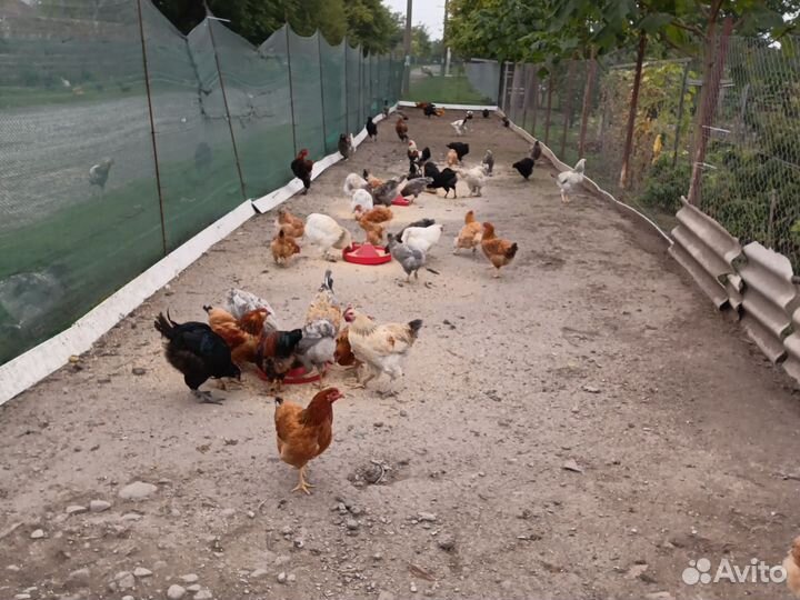 Петушки молодые