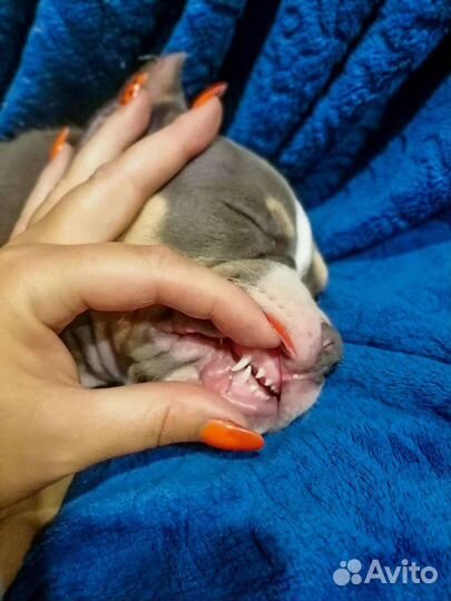 Американский булли покет щенки