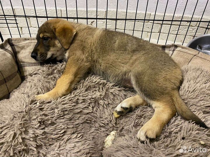 Щенок в добрые руки