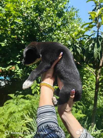 Щенок в добрые руки