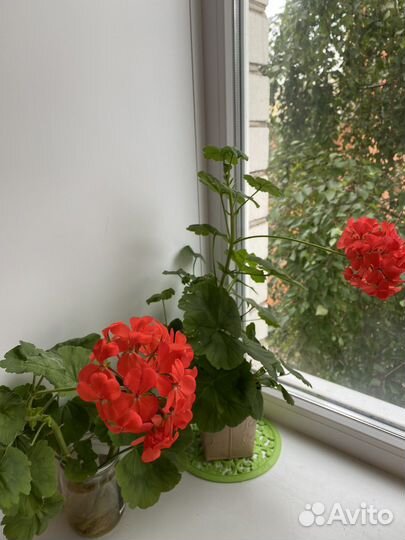 Пеларгония герань