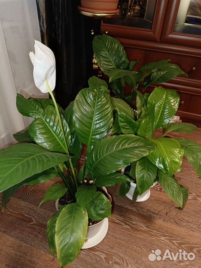 Спатифиллум