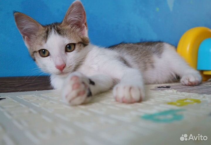 Привитый котенок Бублик.,3 месяца