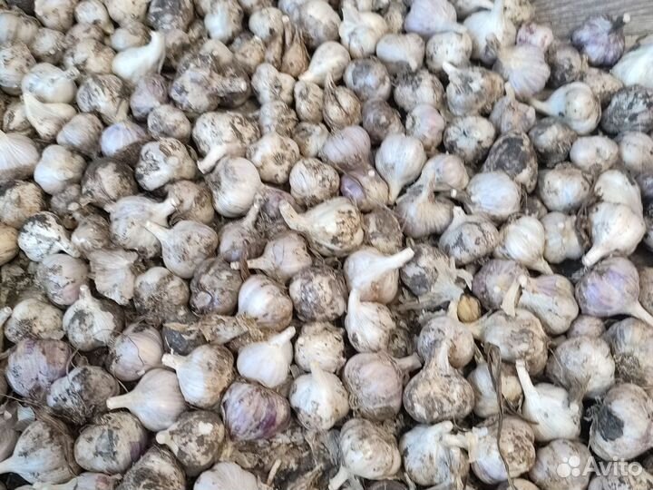 Чеснок свежий