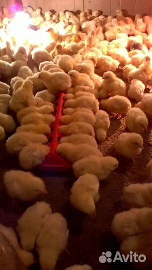 Продаются цыплята бройлеров и подрощанные