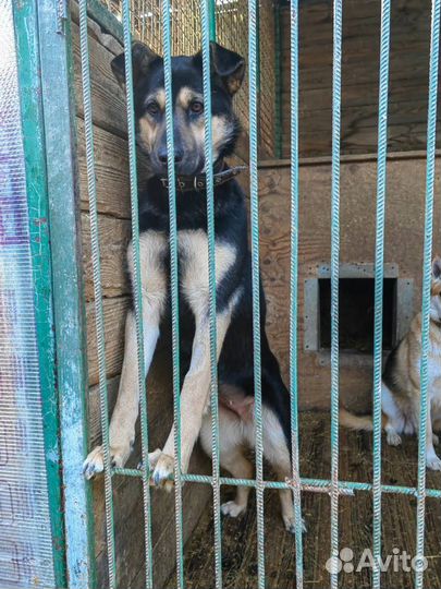 Малышка Рут в добрые руки