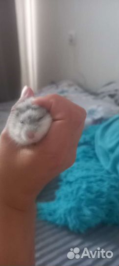 Джунгарик хомяк с клеткой