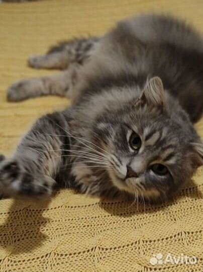 Кастрирован.Роскошный кот Барон