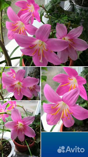 Зифирантэс(выскочка)