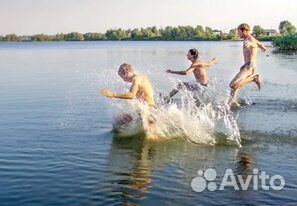 Одноклеточные водоросли