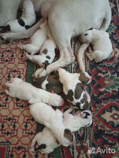 Щенки стаффорда