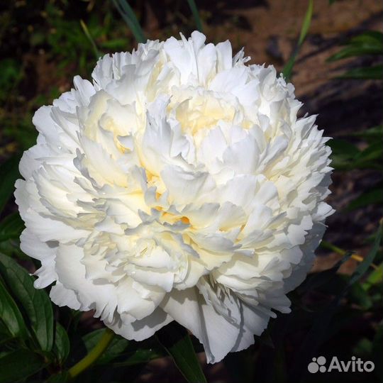 Пион Боул оф Крим