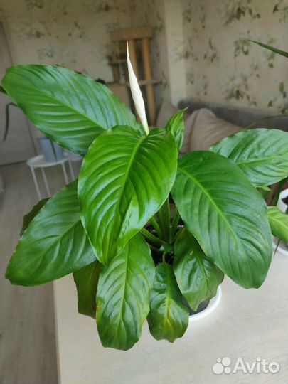 Спатифиллум Женское счастье
