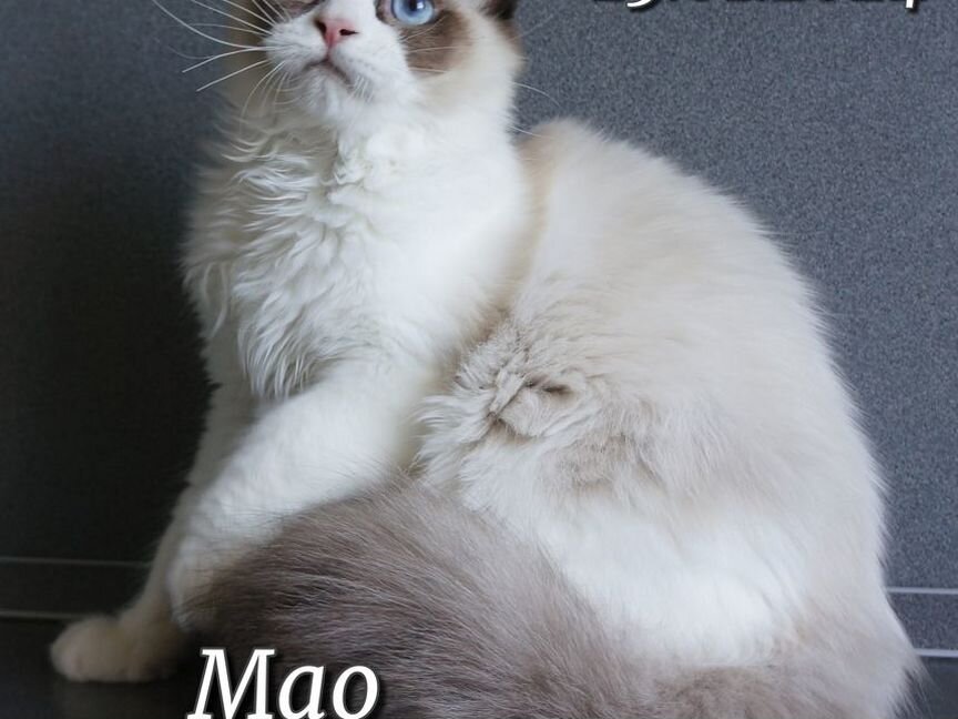 Кот ragdoll Регдолл 5 месяцев, Тряпичная кукла