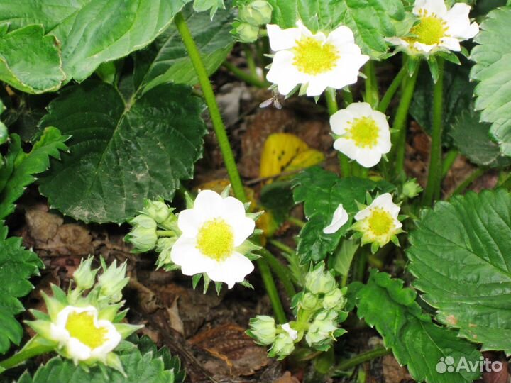 Клубника ремонтантная Чудо мира