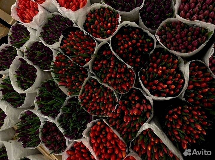 Тюльпаны опт