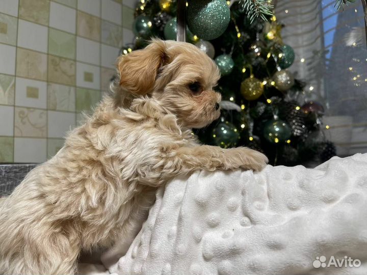 Мальтипу девочка