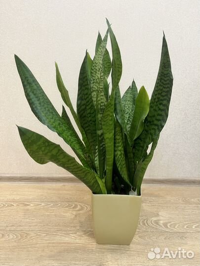 Сансевиерия в «умном горше» в бежевом