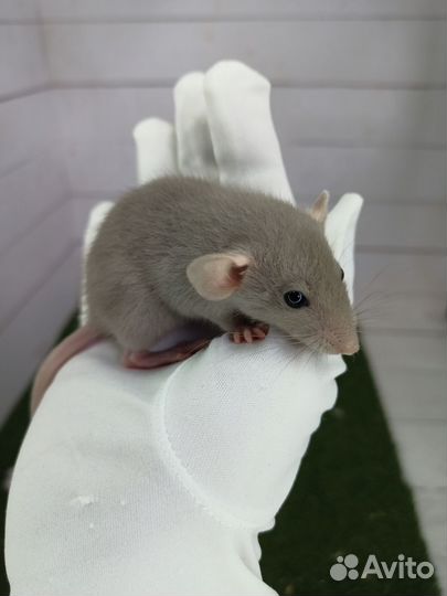 Крысята/декоративная крыса/дамбо