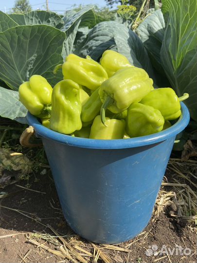 Перец башкирский