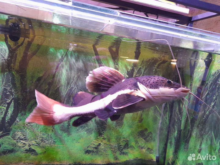 Краснохвостый сом (Оринокский сом) Рыба